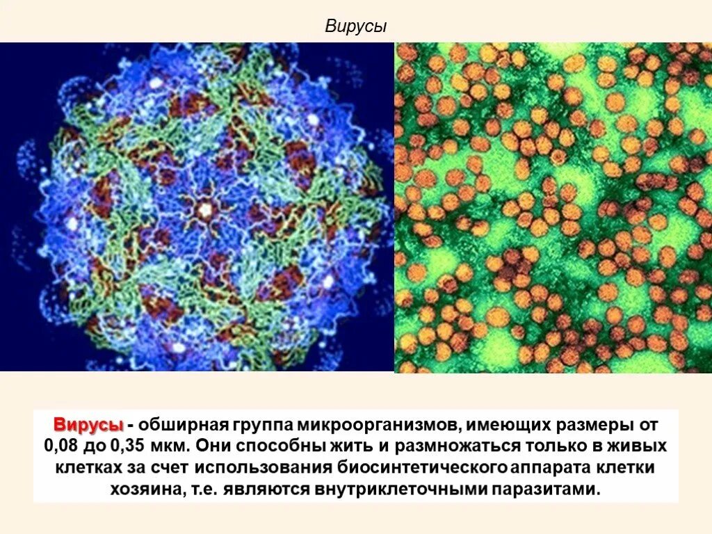 Вирусы в мкм. Микроорганизмы способные жить и размножаться. Микроорганизмы, способные жить и размножаться только в живых клетках. Размеры вирусов в мкм.