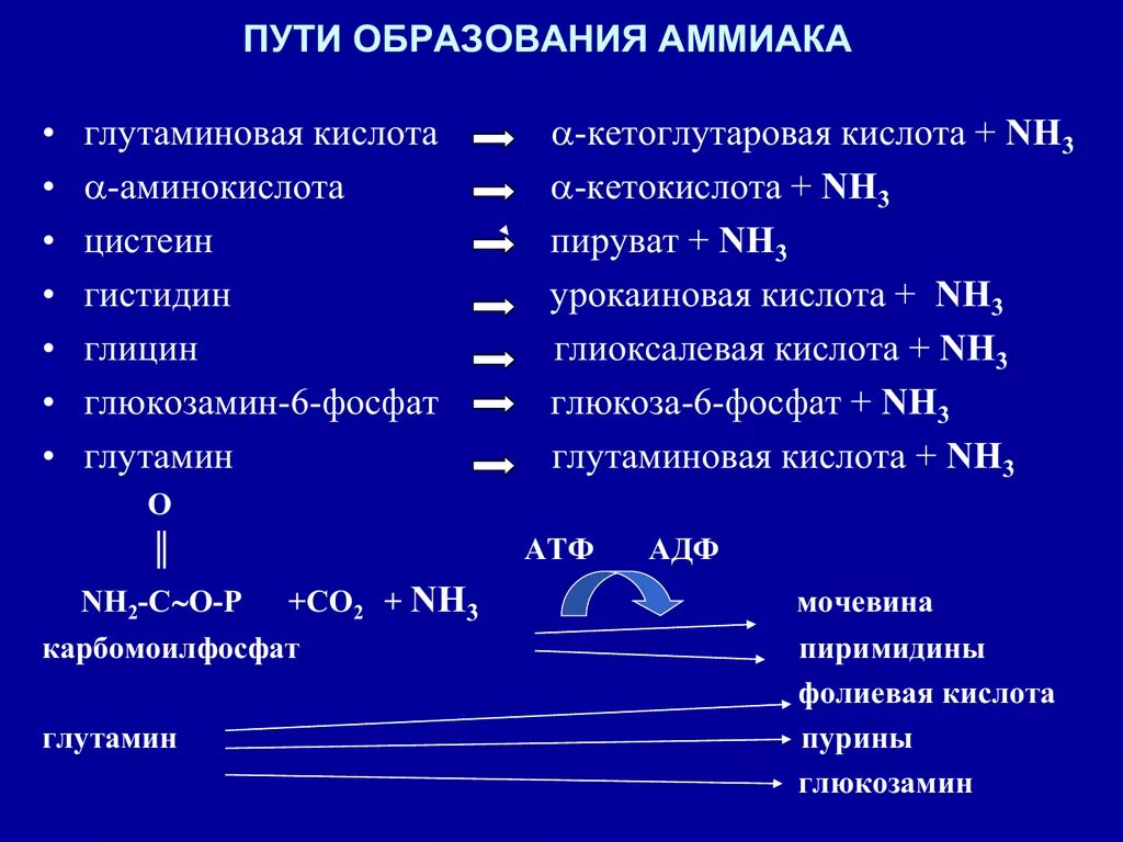 Реакция образования аммиака в организме. Реакции образования аммиака биохимия. Механизмы образования свободного аммиака в организме. Пути образования аммиака биохимия.