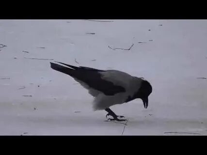 Поймать ворону во сне