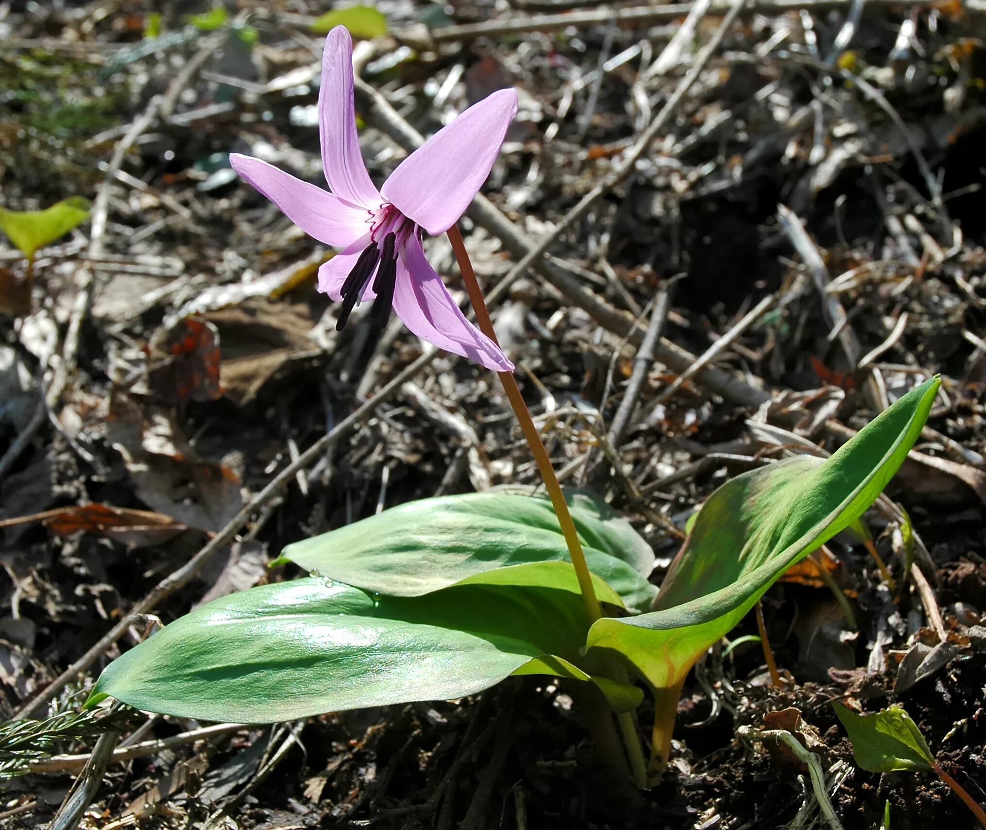 Эритрониум. Кандык (Erythronium). Кандык калифорнийский. Кандык американский. Кандык японский.