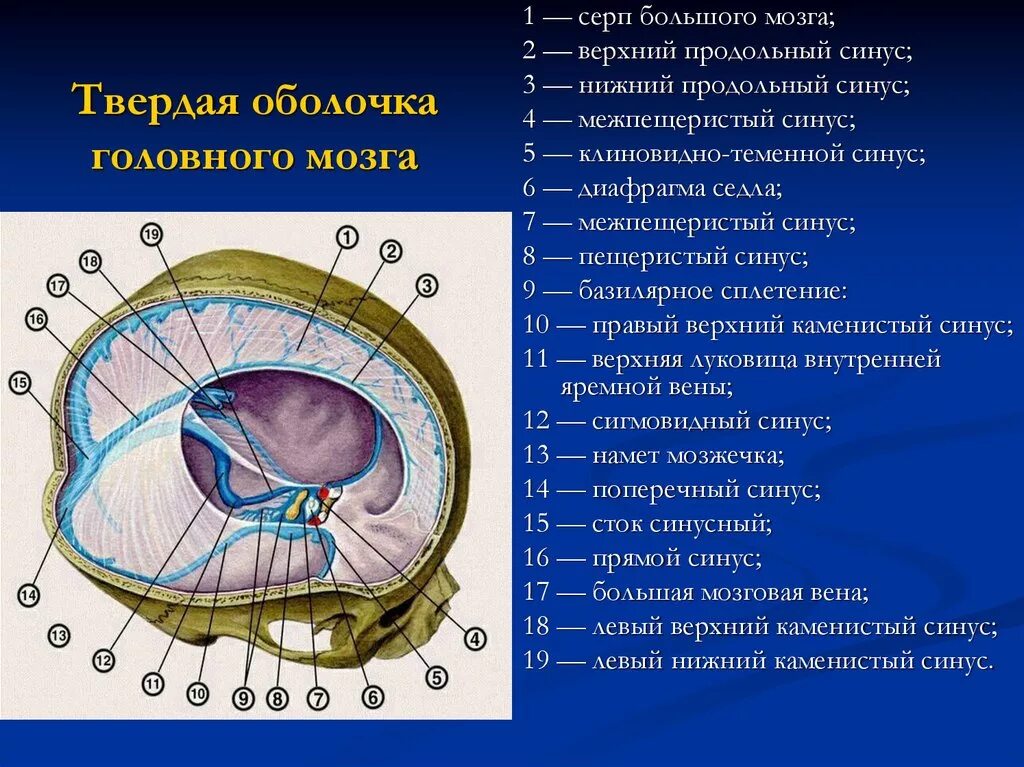 Отросток мозга 4. Серп большого мозга (твёрдая мозговая оболочка). Отростки твердой мозговой оболочки. Твердая оболочка головного мозга анатомия. Серп мозжечка анатомия.