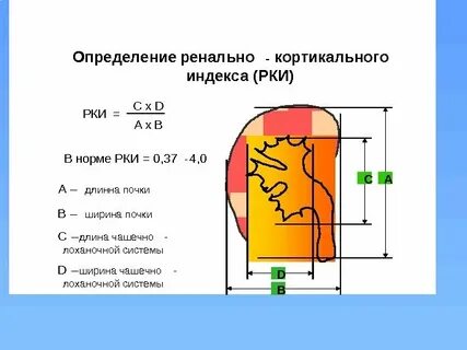 Почечный индекс