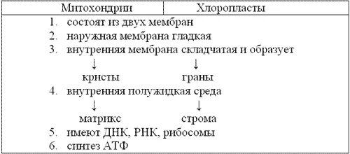 Сходство хлоропластов. Сравнение митохондрий и пластид таблица. Сравнение митохондрий и хлоропластов таблица. Сходство в строении митохондрий и хлоропластов. В чем различия в строение митохондрии и хлоропласта.