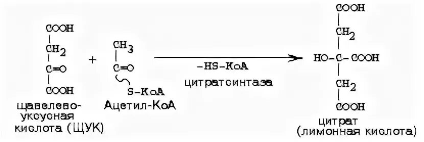 Синтез лимонной кислоты из щавелевоуксусной. Щук ацетил коа цитрат. Щавелевоуксусная кислота химические свойства. Ацетил лимонная кислота. Ацетил лимонная кислота.