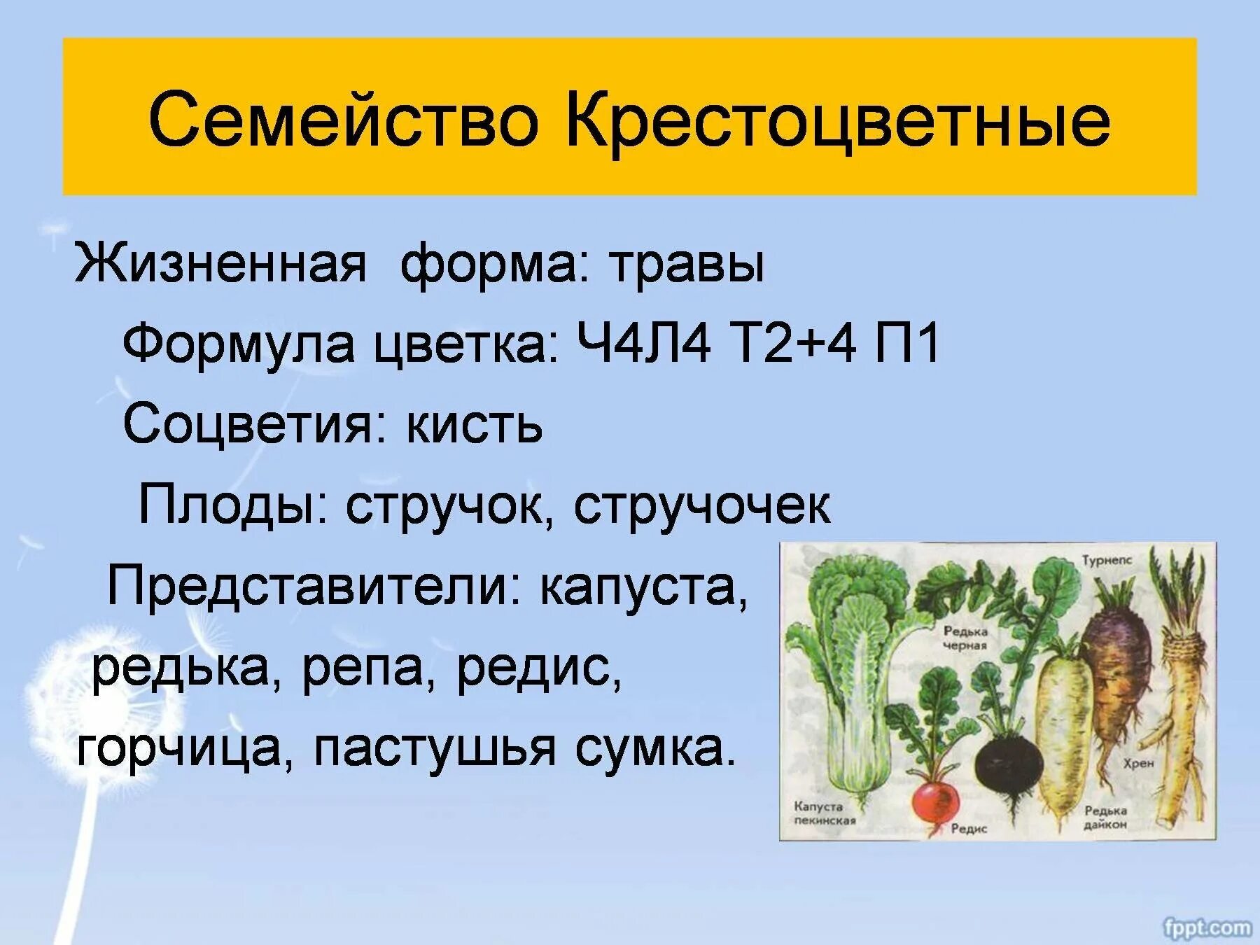 Количество крестоцветных растений. Семейство крестоцветные жизненаяфарма. Семейство крестоцветные жизненные формы. Жизненные формы растений семейства крестоцветные. Крестоцветные капустные жизненные формы.