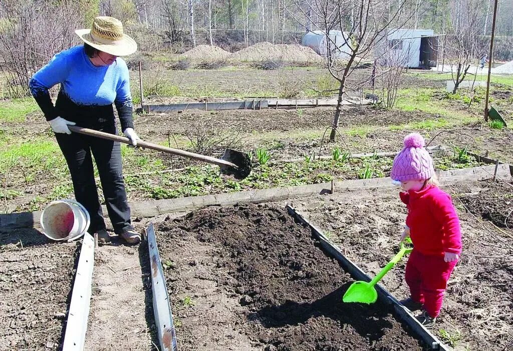 Нужно ли перекапывать землю. Копать огород. Копка огорода. Копать грядки. Вскапывание огорода.