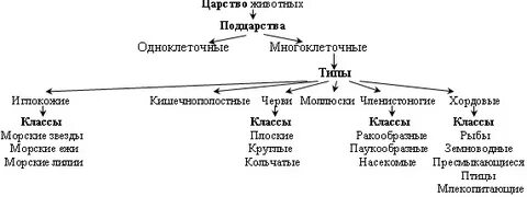 Опорная схема многообразие животных