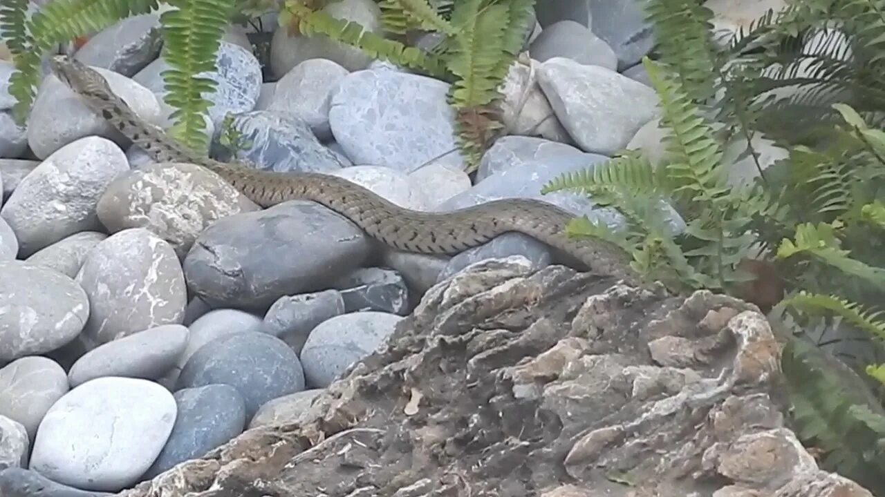 COBRA SHOW Thailand Koh Samui - YouTube