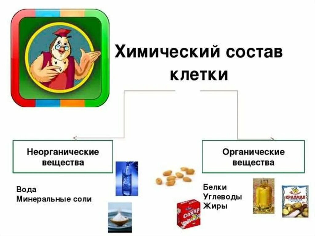 Неорганические живые клетки. Химический состав клетки 5 класс биология. Химический состав клетки 5 класс. Химический состав клетки органические соединения. Химический состав клетки 5 кл.