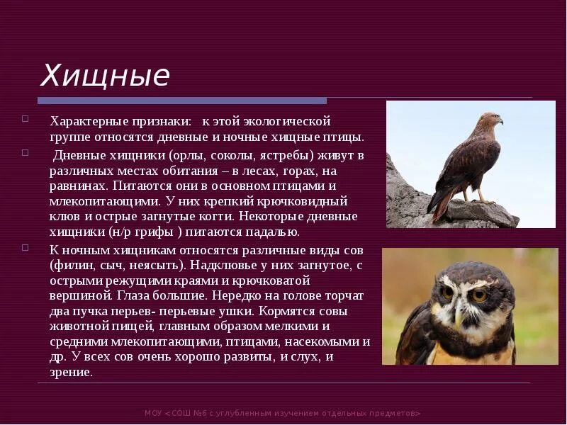 Место обитания ночных хищных птиц. Общая характеристика хищных птиц. Дневные Хищные птицы. Хищные птицы характеристика.