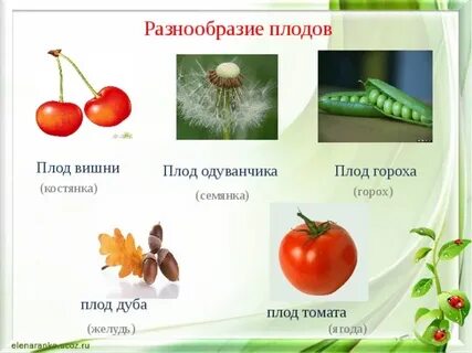 Каким плодом является костянка