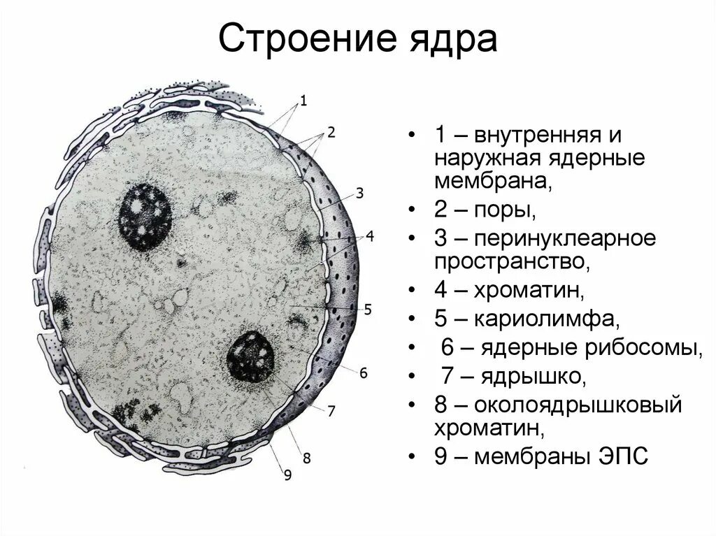 Дайте характеристику клеточному ядру. Схема ультрамикроскопического строения ядра. Строение ядра цитология. Строение клеточного ядра. Структура ядра клетки.