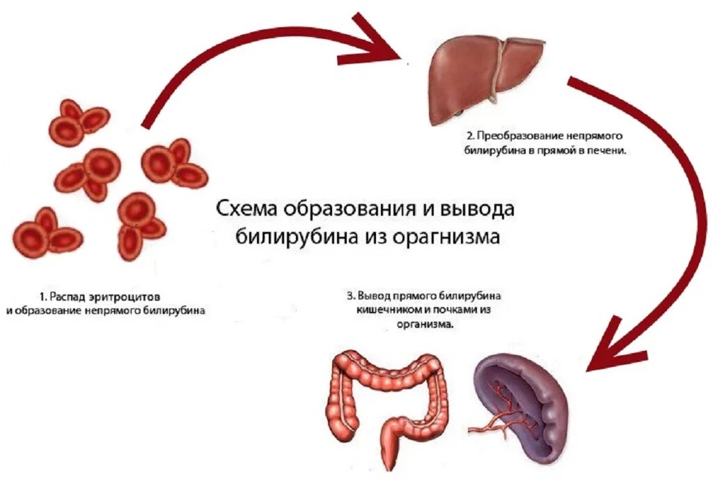 Кровь в печени причины. Схема образования и вывода билирубина. Образование прямого и непрямого билирубина. Прямой и непрямой билирубин схема. Повышение первичного билирубина.