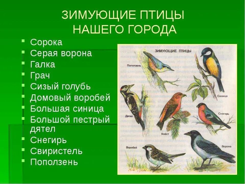 Названия видов птиц окружающий мир 3 класс. Перелетные птицы красноярского края. зимующие птицы. птицы зимующие в красноярском крае. зимующие птицы красноярска.