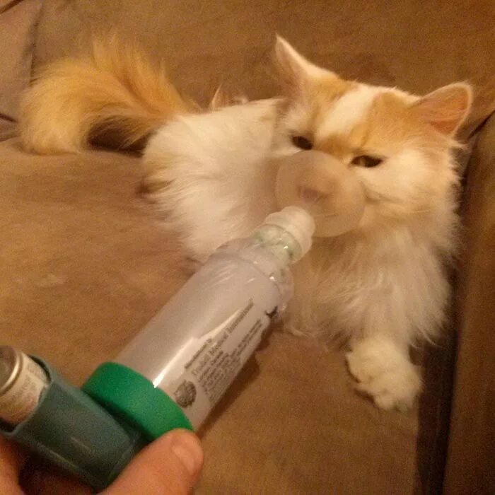 Астма у кота. Бронхиальная астма у кота. коты астматики. кошачья астма.