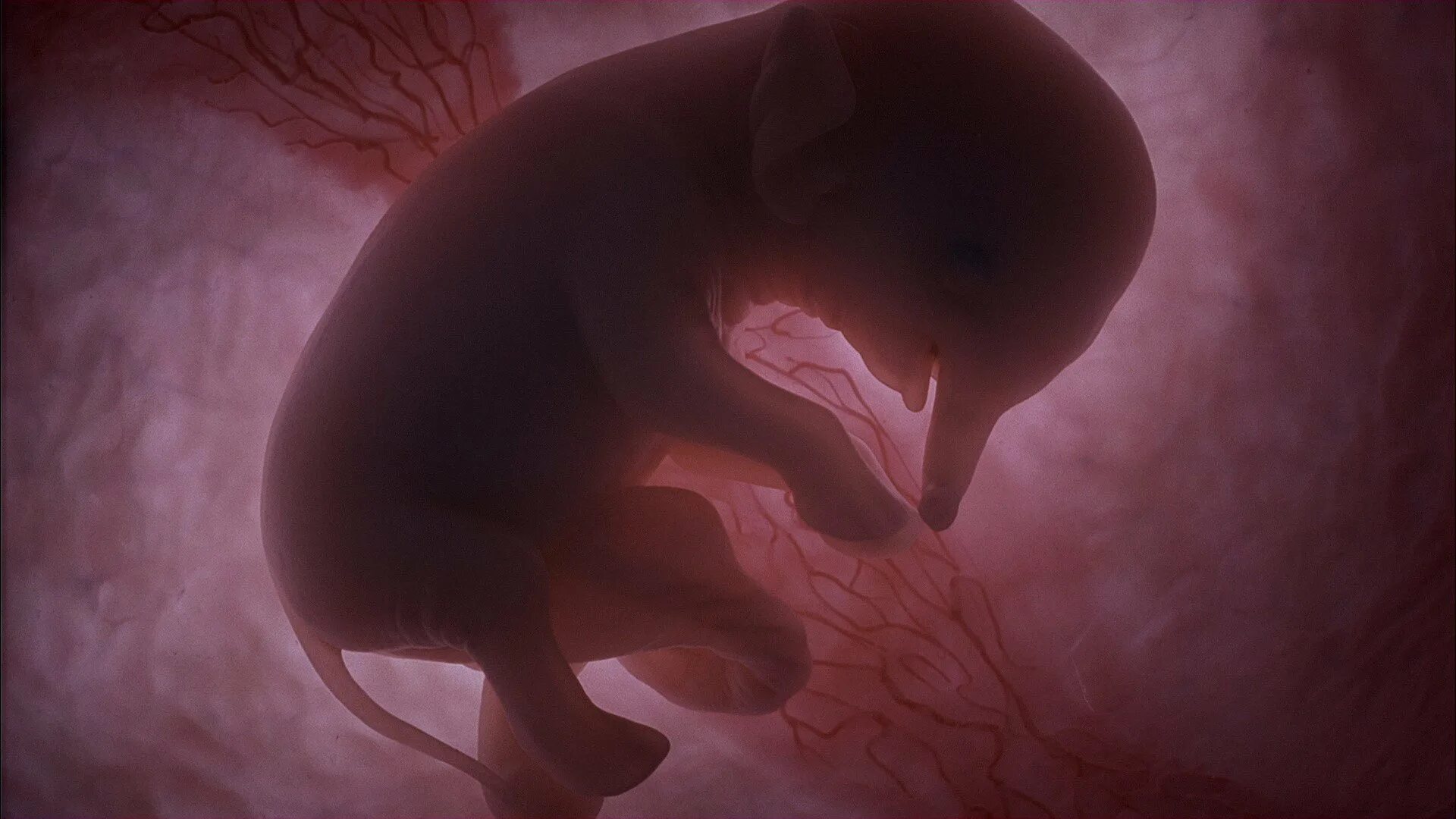 Зародыш в матке млекопитающих. Животные в утробе матери.