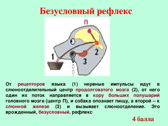 Схема безусловного слюноотделительного рефлекса. Схему дуги безусловного слюноотделительного рефлекса. Схема рефлекторной дуги безусловного слюноотделительного рефлекса. Схема безусловного слюноотделительного рефлекса у человека.