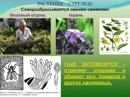 Распространение саморазбрасыванием
