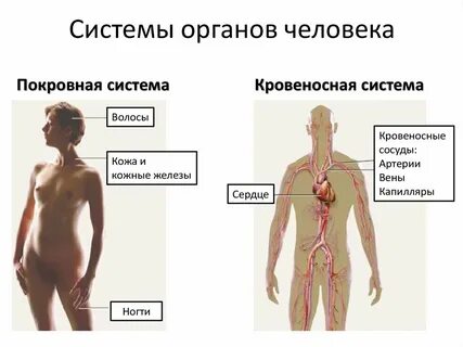 Какой самый большой организм в человеке