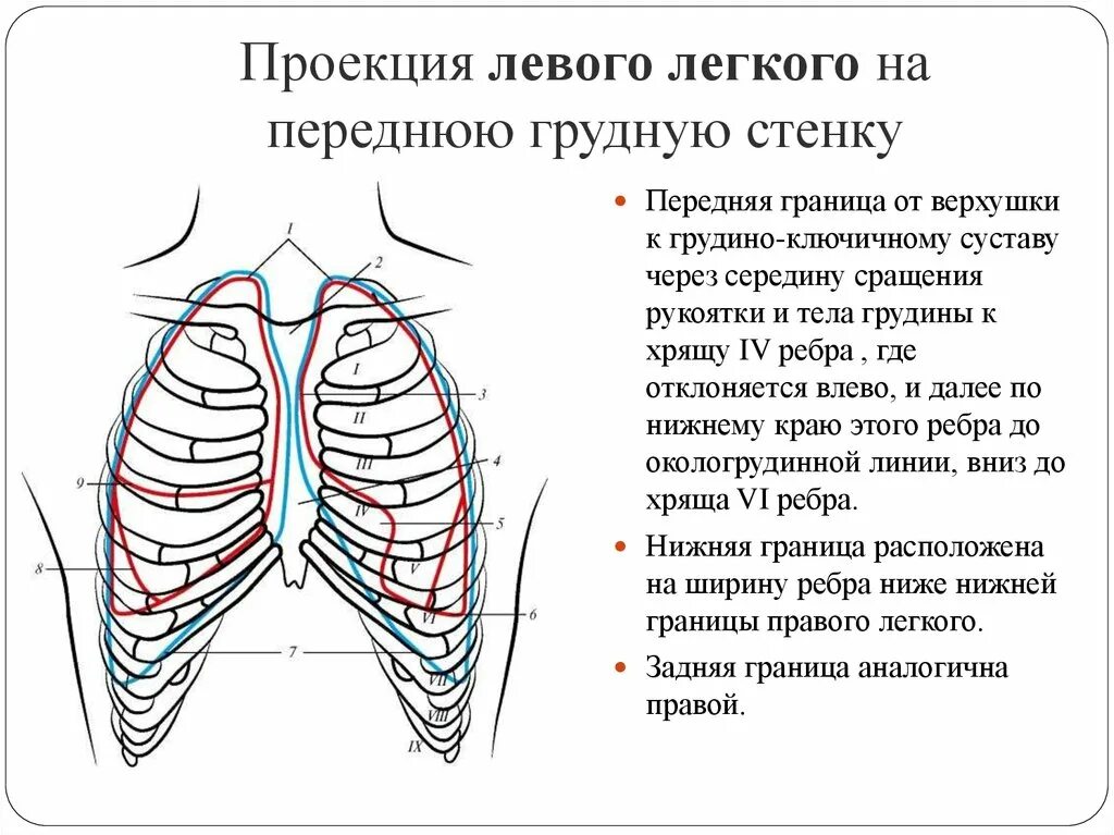 Границы легкого по ребрам. Проекция плевры на грудную клетку. Проекция правой передней границы плевры.