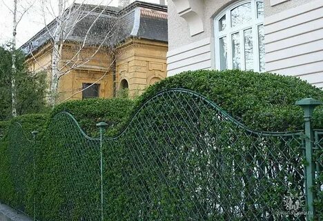 Трава зеленее у соседей в саду
