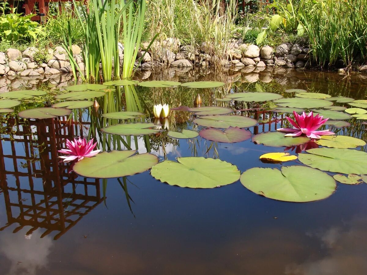 Рыбки в пруду. Карп кои рыбоводство. Японский пруд с карпами. Планировка участка с прудом. Прудик для карпов кои.