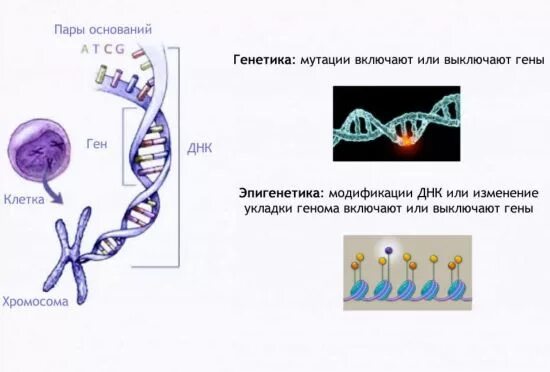 Как изменить гены. Генетика и эпигенетика. как отключать гены. этапы развития опухоли генетика.