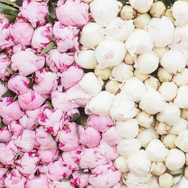 Букет с пионами. Пионы оптом. Пион зефир. Пионы обертка букета. Пионы в пачках.
