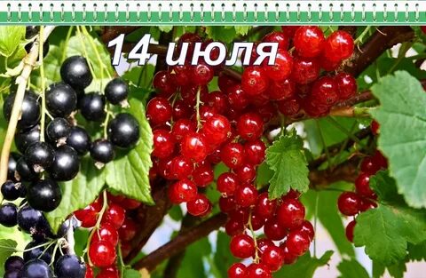 Смородина 14 145