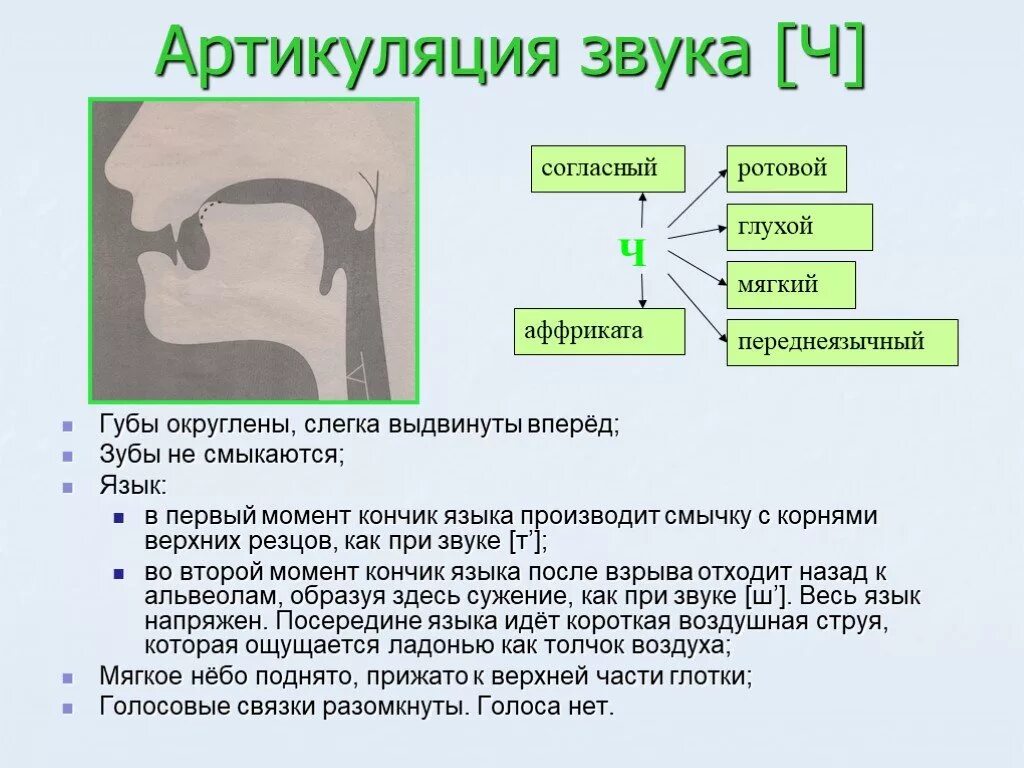 Как произносится ч. Характеристика звука ч в логопедии. Логопедическая характеристика звука ч. Артикуляция шипящих звуков ч. Логопедическая характеристика артикуляционный уклад звука ч.