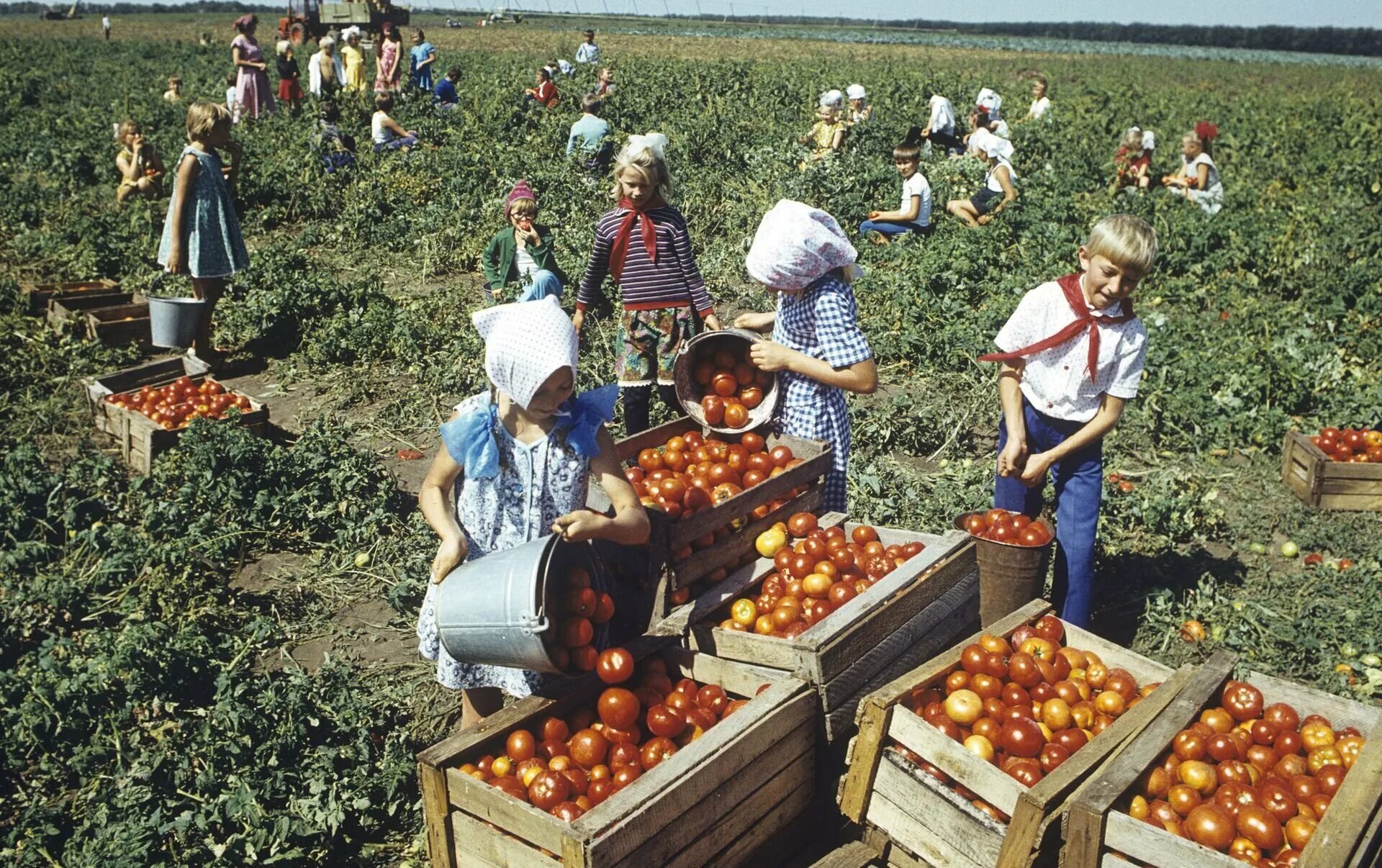 Сбор урожая. Советское сельское хозяйство. Сбор урожая в колхозе. Сбор урожая СССР. Начинается сбор урожая