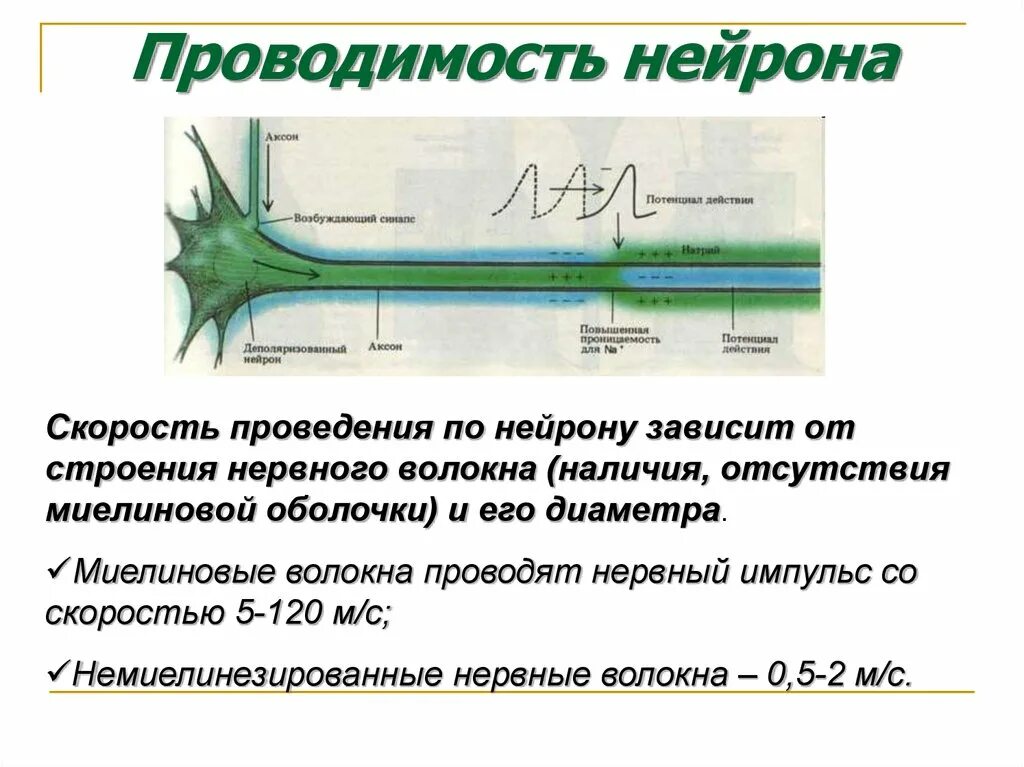 Импульсов действие нервного импульса. Миелиновые волокна скорость проведения нервного импульса. скорость передачи нервного импульса по волокнам. скорость проведения импульса в нейронах. скорость проведения импульса по нервным волокнам.
