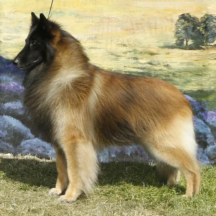 Belgian Tervuren Puppies For Sale & Puppy Breed Info