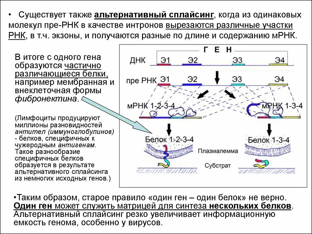 Ген геном генетические аппараты. Альтернативный сплайсинг биохимия. Генетический аппарат клетки. Процесс сплайсинга схема. Альтернативный сплайсинг Гена.