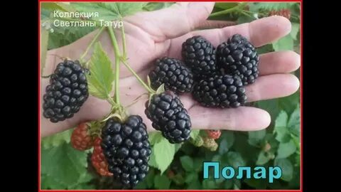 Полар ежевика описание сорта фото отзывы садоводов