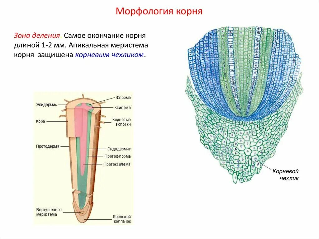 Образовательная ткань зоны деления корня растения