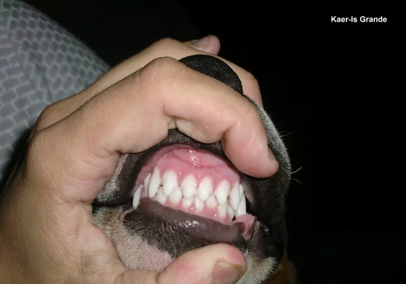 прикус ножницы у собак