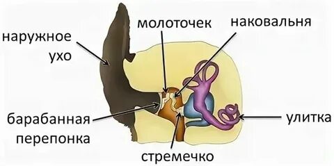 Феномены слуха