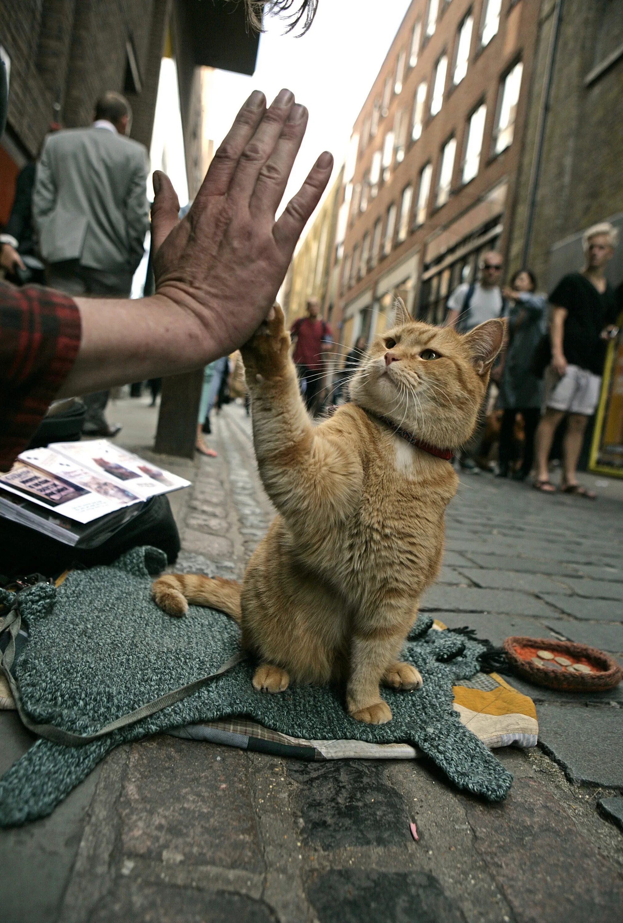 Кот Боб. Рыжий кот Боб. Уличный кот Боб. Рыжий кот по имени Боб. Hello street cat live