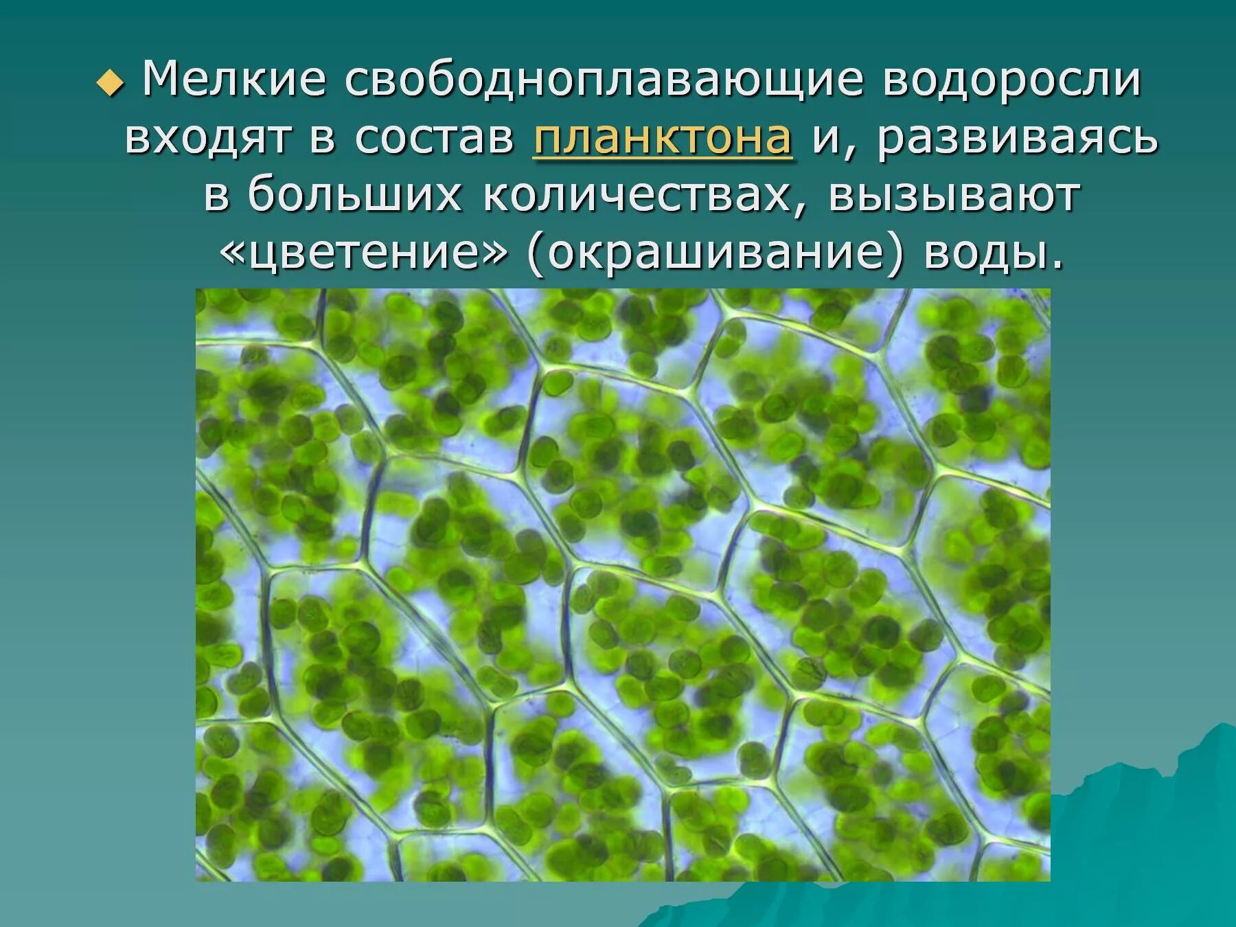 Водоросли входят в состав