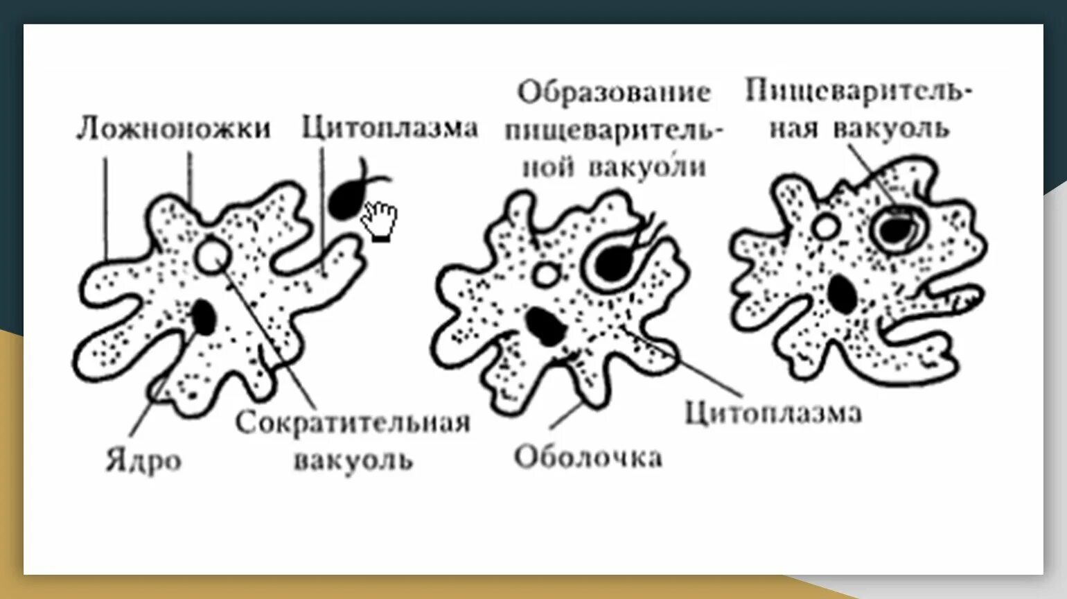 Ложноножки простейших животных представляют собой