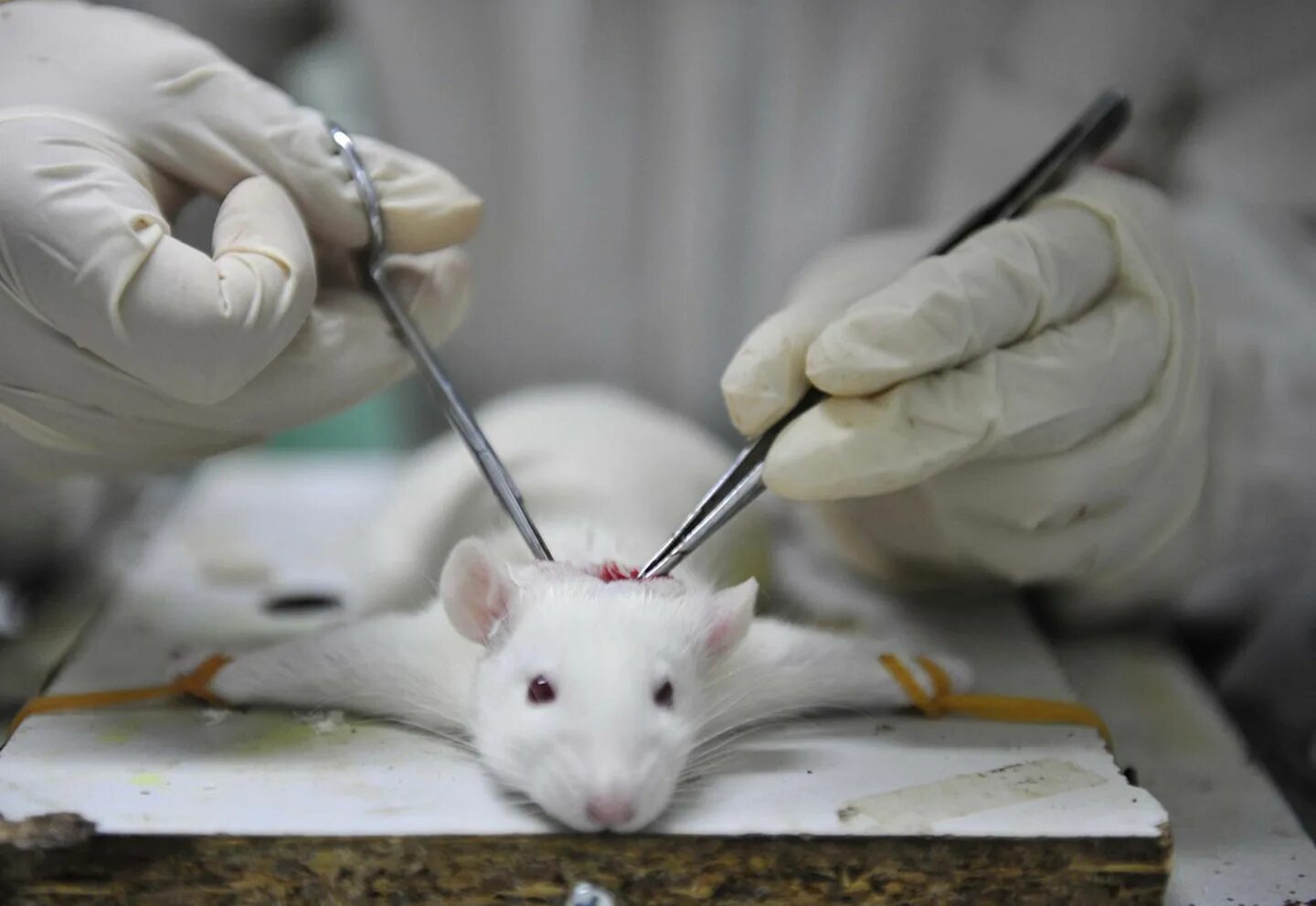 Экспериментальная мышь. Вивисекция эксперименты на животных. Лабораторные животные. Опыты на лабораторных животных. Исследования на мышах.