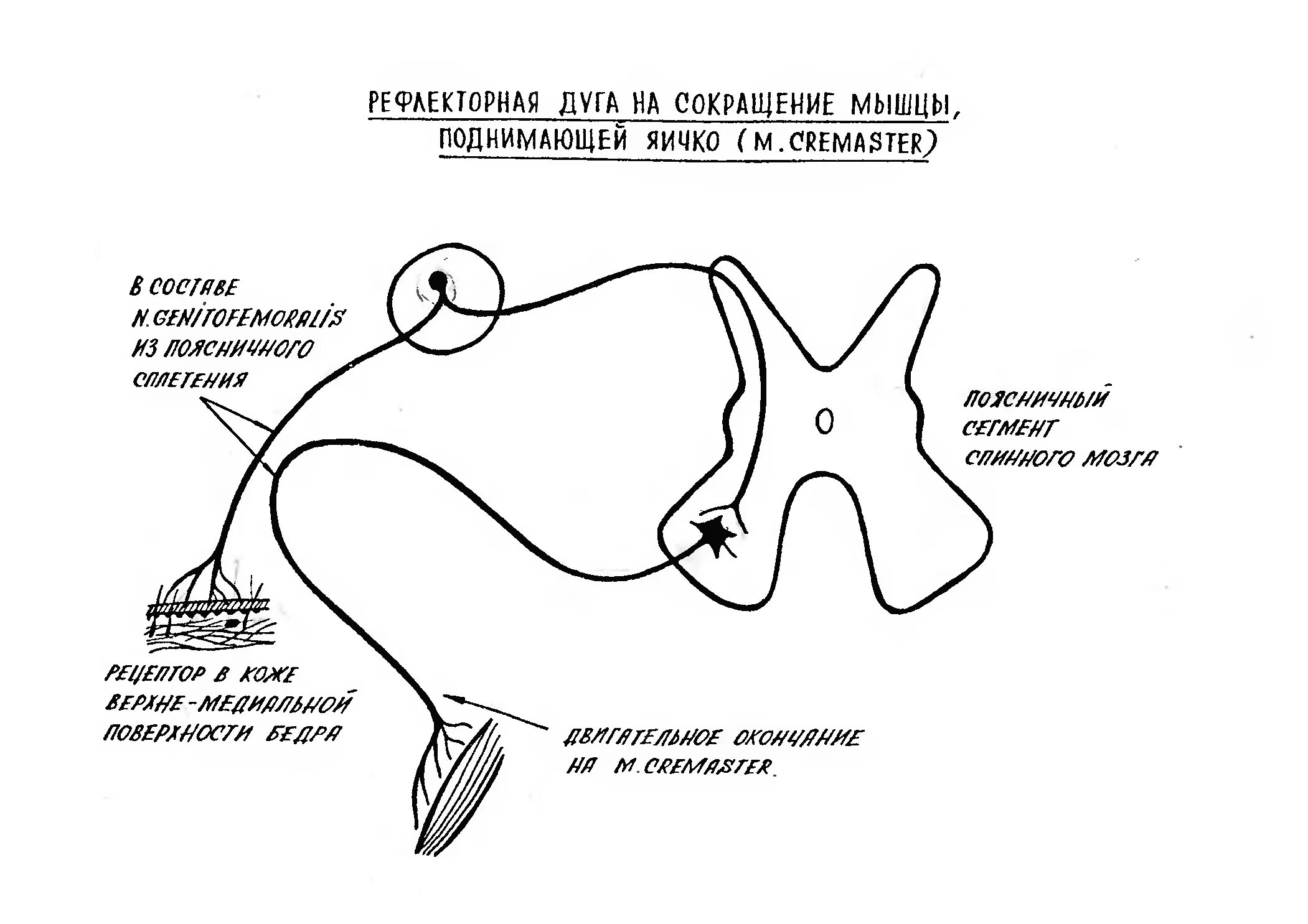 Рефлекторная дуга кремастерного рефлекса. Симпатическая рефлекторная дуга схема. Вегетативная парасимпатическая рефлекторная дуга схема. Рефлекторная дуга вегетативного парасимпатического рефлекса.