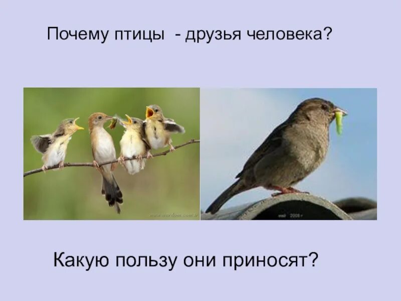 Птицы друзья человека. Почему птицы друзья человека. Какую пользу приносят птицы. Какую пользу приносят птицы человеку. Польза приносимая птицами