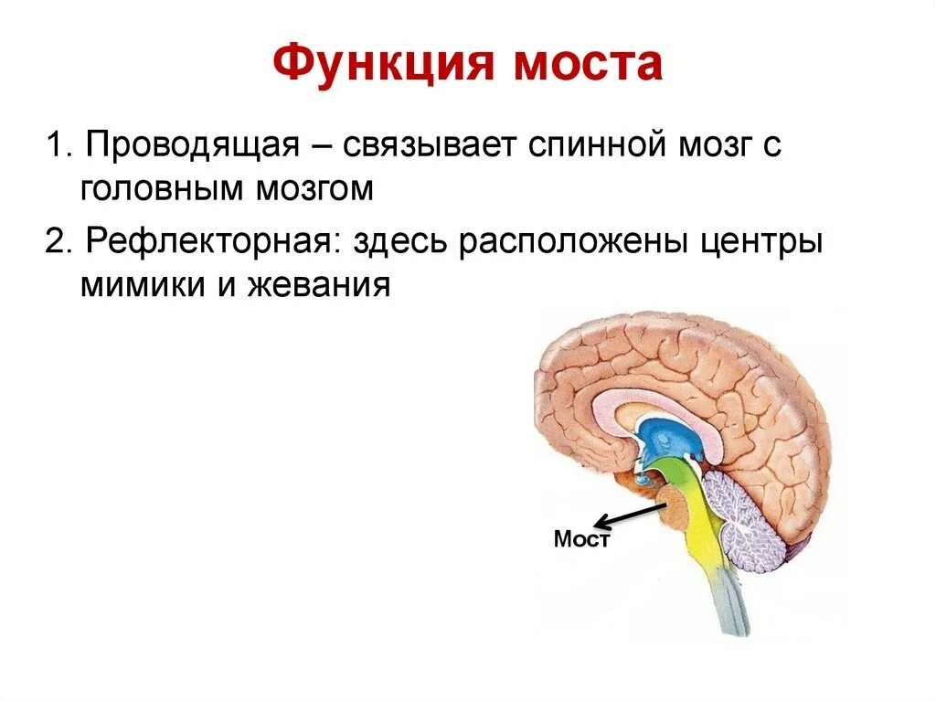 Мост головного мозга строение и функции. Мост анатомия функции. Варолиев мост строение и функции. Функции выполняют отделы головного мозга мост. Мост мозга состоит из