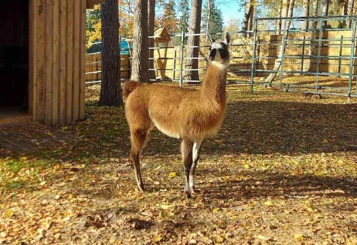 Костромской зоопарк Кострома. Костромской зоопарк Лев. Костромской зоопарк верблюд. Костромской зоопарк режим. Местный зоопарк