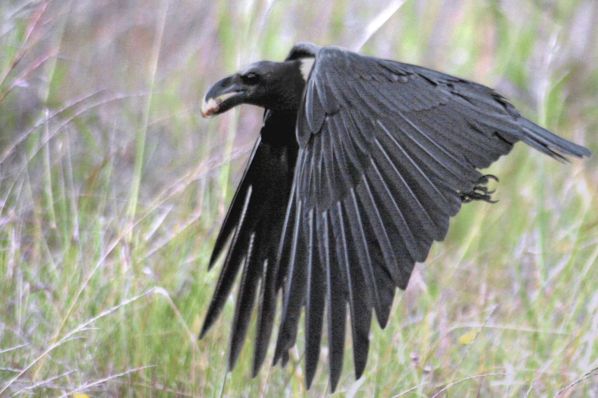Птица с черными кончиками крыльев. Ворон размах крыльев. Гигантский ворон размах крыльев. Воронье крыло. Крыло ворона.