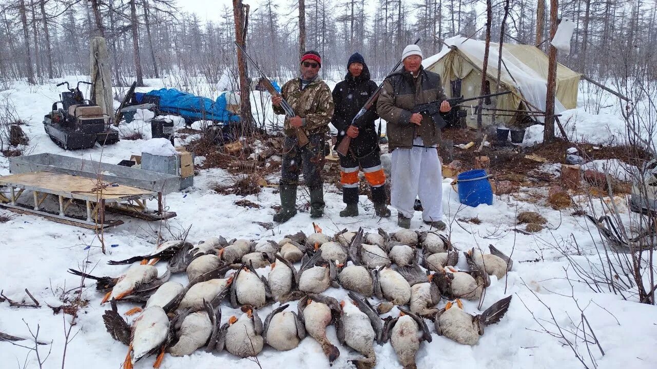 Охота на гуся в Якутии 2020. Охота якутске