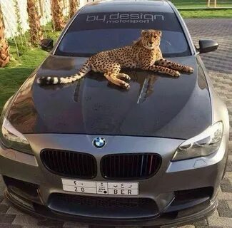 Bmw лев