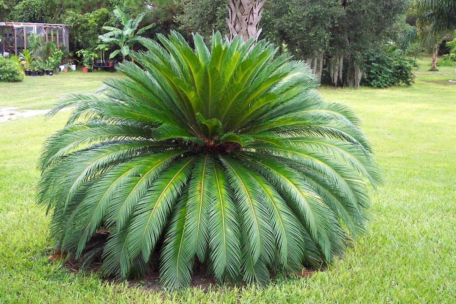 Саговник Цикас. Саговник поникший Цикас. Саговник поникающий Cycas revoluta. Саговник поникающий (Саговниковые);. Комнатные растения южные